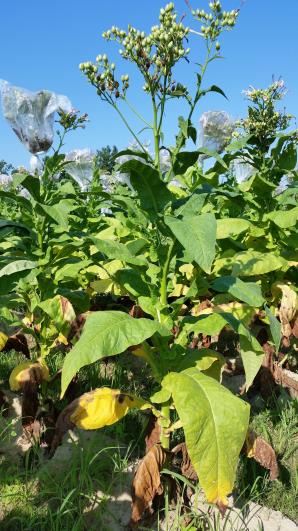 PLANT